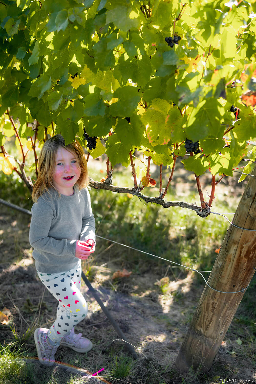 Photos with Communique Wines in McMinville, Oregon, in the Fall of 2020.